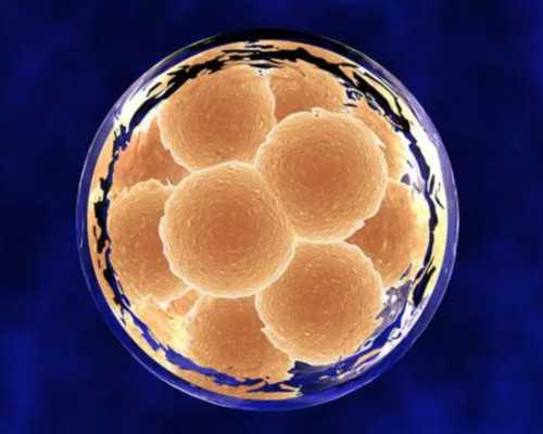 国内代生宝宝地址,马来西亚试管婴儿流程解读各试管医院*率