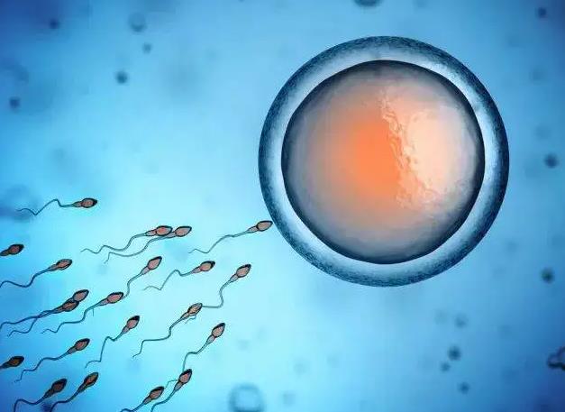 试管移植前胚胎融合的等级分别是什么，四个等级解读